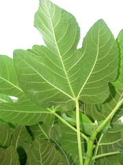 provençales