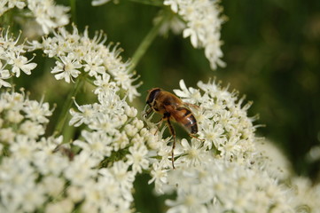 abeille et fleur