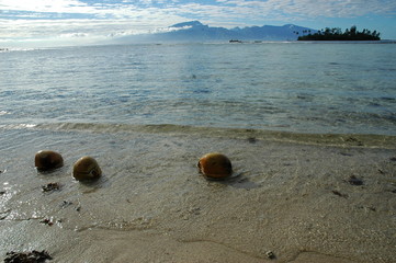 noix de coco