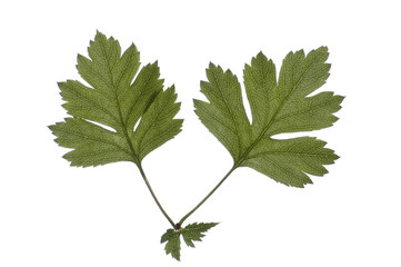 leaves of hawthorn