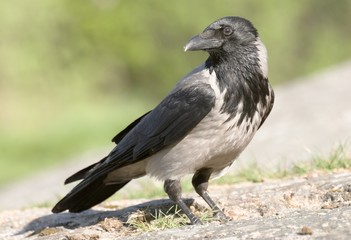 hooded crow.