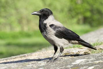 hooded crow.