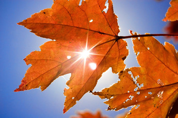 leafy sunburst