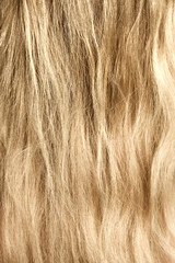 woman blond and goldish hair