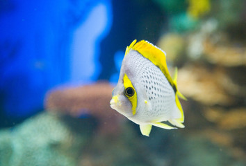 tropical fish