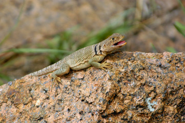collared lizard