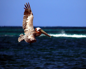 brown pelican