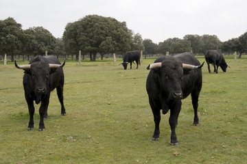 bulls of spain