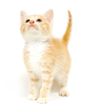 yellow kitten on white background