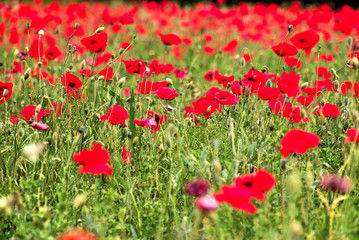 champ de coquelicots