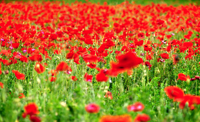 champ de coquelicots