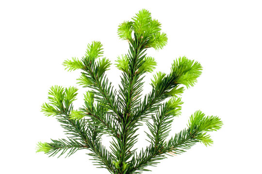 branch of fir isolated on white