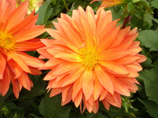 Orange Dahlia