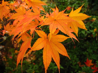 autumn leaves