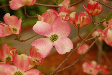 dogwood