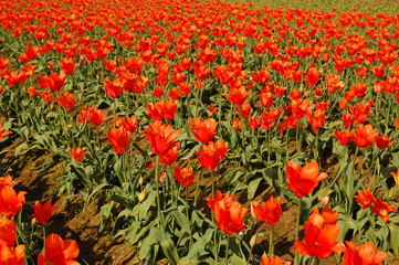 red tulips