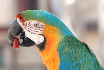 parrot closeup with grape