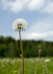 Fototapeta premium dandelion over blue sky background