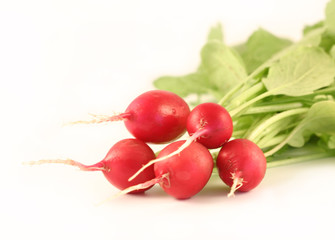 garden radish isolated on white