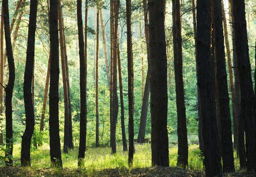forest