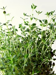 Naklejka premium thyme herb as a spice