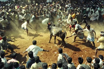 Fotobehang Stierenvechten bull fight 4