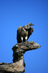 vulture on tree stump in serengeti tanzania