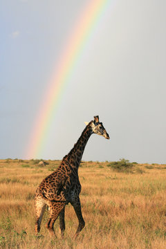 masai giraffe under rainbow