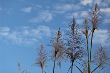 fleur de canne à sucre ciel bleu