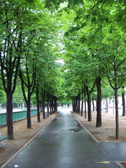 paris - avenue of trees
