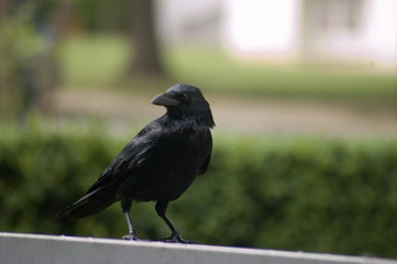maître corbeau