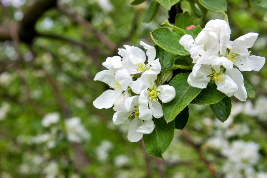 white apple-tree flowers