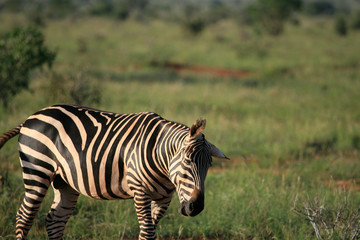 zebra in the morning sun