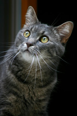 xco cat