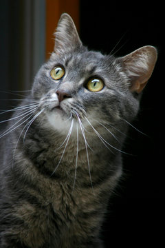xco cat
