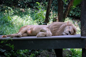 male lion sleeping