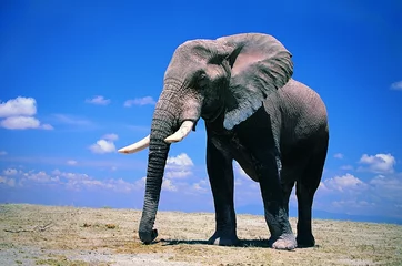 Fotobehang olifant © Bhupi