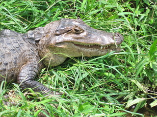 alligator's teeth