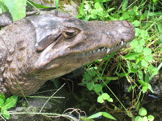 alligator's head