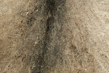 animal fur natural
