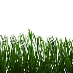 green grass on white background.