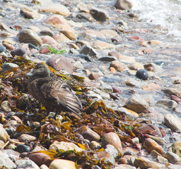 female eider duck