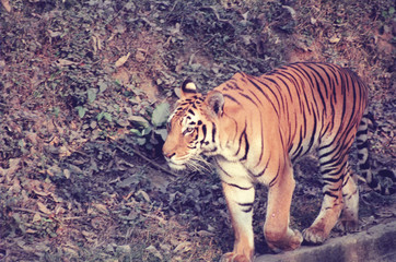 Fototapeta na wymiar tiger 2