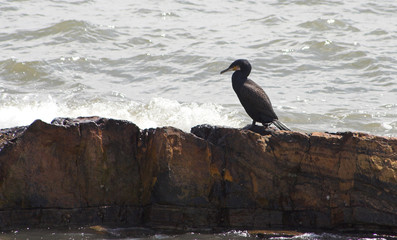 cormorant sea bird