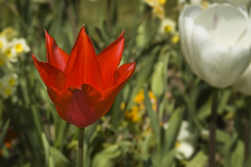 Red and white  Flower