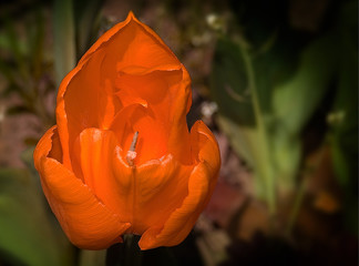 Orange Flower