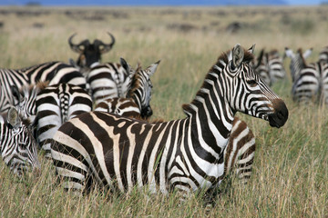 Fototapeta na wymiar tanzania zebra
