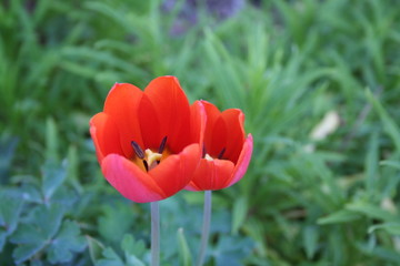 Obraz premium tulpe_1