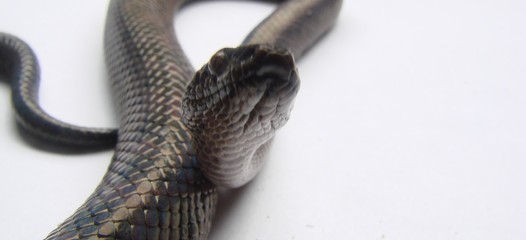 snake
