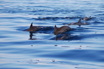 Fototapeta premium dolphin